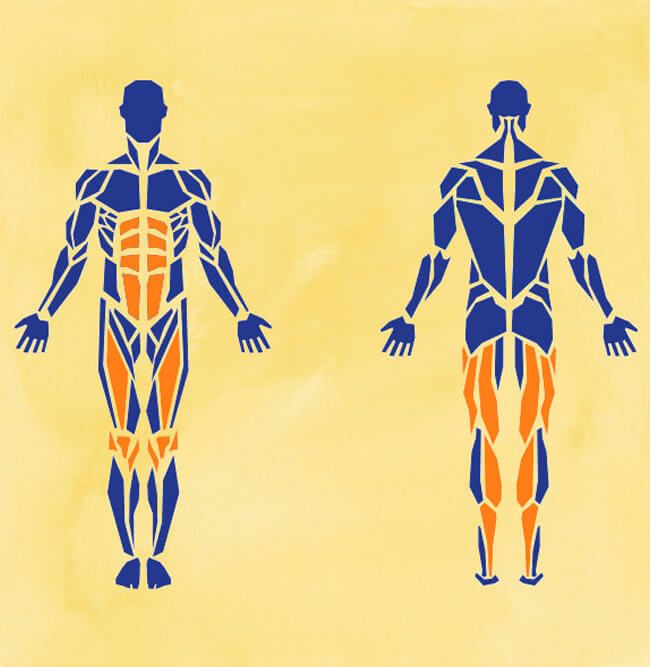 muscles à échauffer